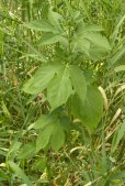 False ragweed (Cyclachaena xanthifolia):