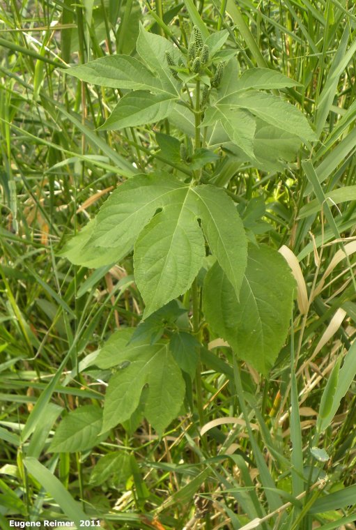 IMG 2011-Aug09 at Winnipeg:  False ragweed (Cyclachaena xanthifolia)