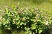 Common milkweed (Asclepias syriaca): clump