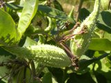 Common milkweed (Asclepias syriaca): pods