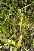 Loesels false-twayblade (Liparis loeselii): plant with seedpods