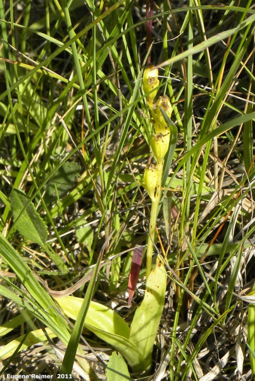IMG 2011-Aug13 at Senkiw Rd:&nbsp; Loesels false-twayblade (Liparis loeselii) plant with seedpods