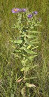 New-England aster (Symphyotrichum novae-angliae): plant