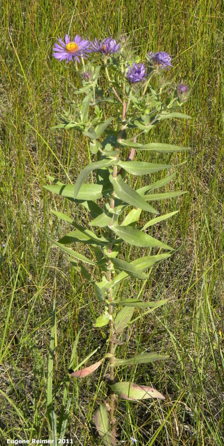 IMG 2011-Aug13 at Senkiw Rd:  New-England aster (Symphyotrichum novae-angliae) plant