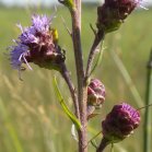 Meadow blazing-star (Liatris ligulistylis):