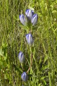 Closed bottle-gentian (Gentiana andrewsii):