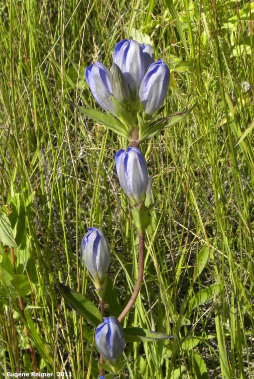 IMG 2011-Aug13 at Senkiw Rd:&nbsp; Closed bottle-gentian (Gentiana andrewsii)