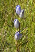 Closed bottle-gentian (Gentiana andrewsii):