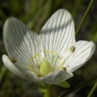 Fen grass-of-parnassus (Parnassia glauca): flower