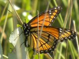 Viceroy butterfly (Limenitis archippus):