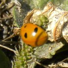 Ladybug (Coccinellidae sp):