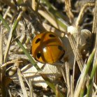 Ladybug (Coccinellidae sp):