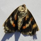 Sphinx-moth (Sphingidae sp): underside