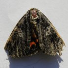 Sphinx-moth (Sphingidae sp): from above