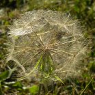 Goatsbeard (Tragopogon sp): seed-head