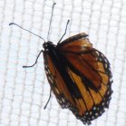 Monarch butterfly (Danaus plexippus):