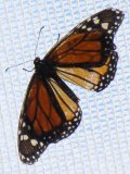 Monarch butterfly (Danaus plexippus):