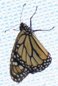 Monarch butterfly (Danaus plexippus):