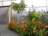 plants: in Butterfly House