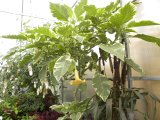 plant: in Butterfly House