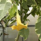 plant: in Butterfly House closer