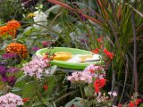 food: for butterflies