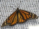 Monarch butterfly (Danaus plexippus):