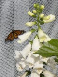Foxglove (Digitalis purpurea albiflora): and Monarch butterfly (Danaus plexippus)