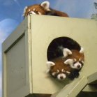 Red panda (Ailurus fulgens): adult female and two juveniles