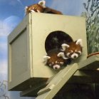 Red panda (Ailurus fulgens): adult female and two juveniles