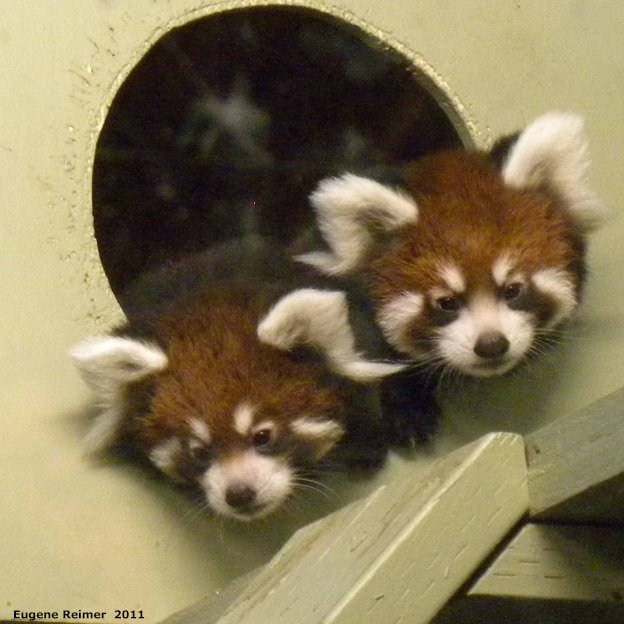 IMG 2011-Sep16 at Assiniboine Park Zoo:  Red panda (Ailurus fulgens) two juveniles