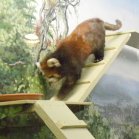 Red panda (Ailurus fulgens): adult male