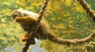 Common squirrel monkey (Saimiri sciureus):