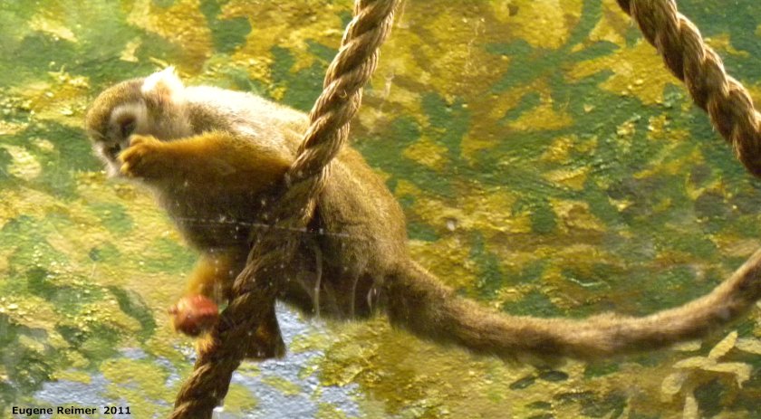 IMG 2011-Sep16 at Assiniboine Park Zoo:&nbsp; Common squirrel monkey (Saimiri sciureus)