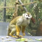 Common squirrel monkey (Saimiri sciureus):