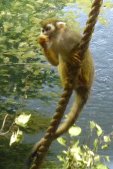 Common squirrel monkey (Saimiri sciureus):