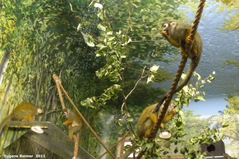 IMG 2011-Sep16 at Assiniboine Park Zoo:&nbsp; Common squirrel monkey (Saimiri sciureus) many