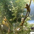 Common squirrel monkey (Saimiri sciureus): many