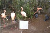 American Flamingo (Phoenicopterus ruber):