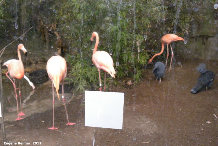 IMG 2011-Sep16 at Assiniboine Park Zoo:&nbsp; American Flamingo (Phoenicopterus ruber)