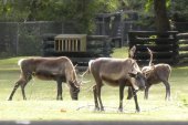 Reindeer (Rangifer tarandus):