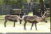 Reindeer (Rangifer tarandus):