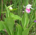 Showy lady-slipper: plant in flower and in bud