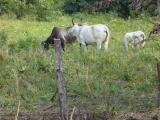 Belize: cattle in pasture