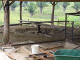 Belize: horse-powered sawmill